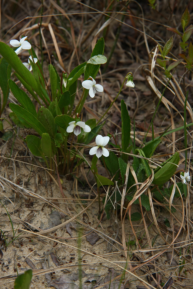 Lance-leaved Violet (Viola lanceolata)