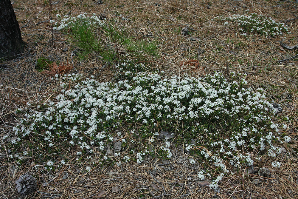 Sand Myrtle (Leiophyllum (Kalmia) buxifolium)