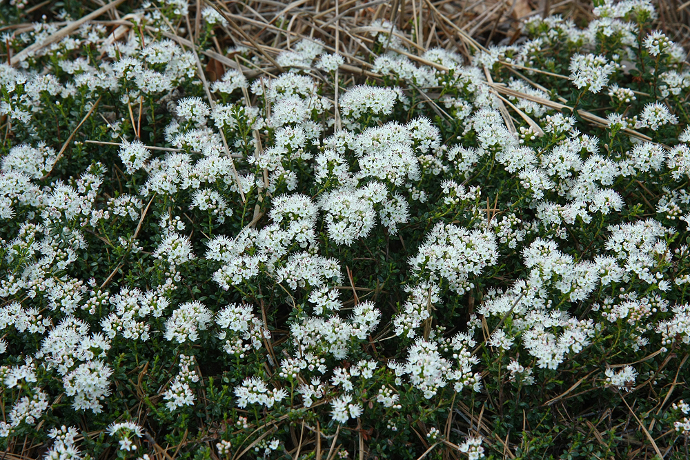 Sand Myrtle (Leiophyllum (Kalmia) buxifolium)