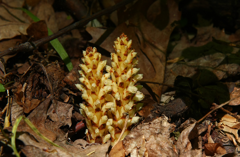 Squawroot (Conopholis americana)
