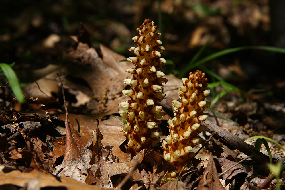 Squawroot (Conopholis americana)