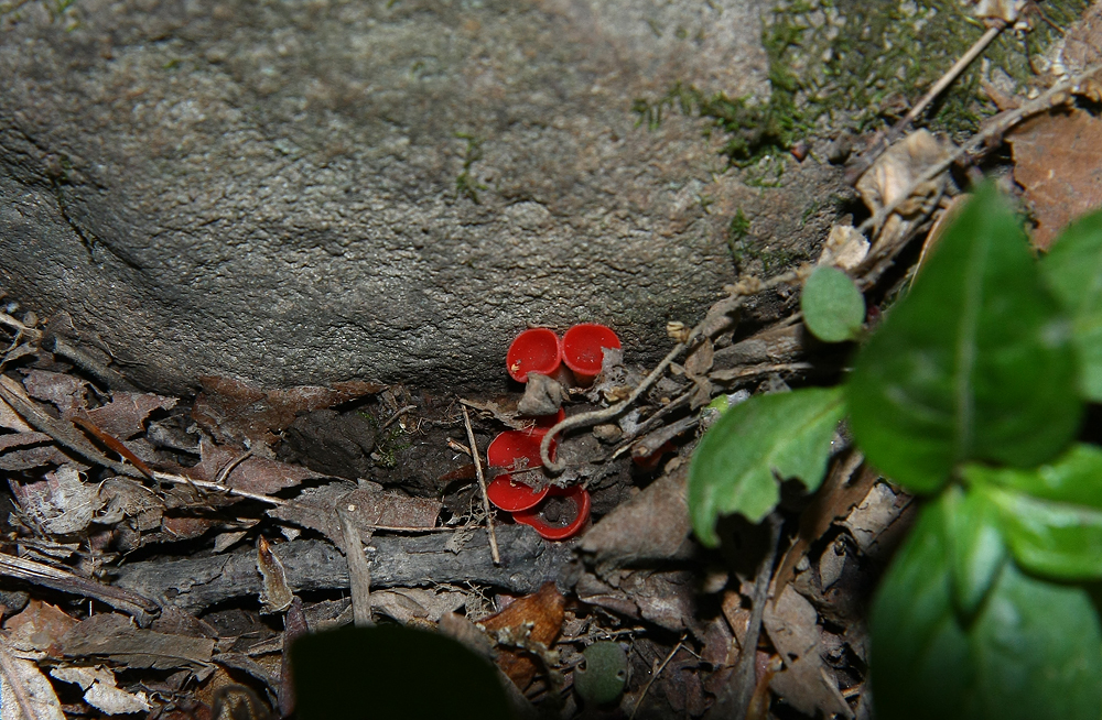 Pretty fungus