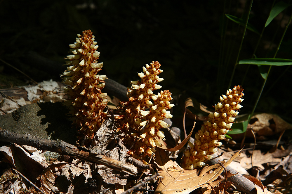 Squawroot (Conopholis americana)