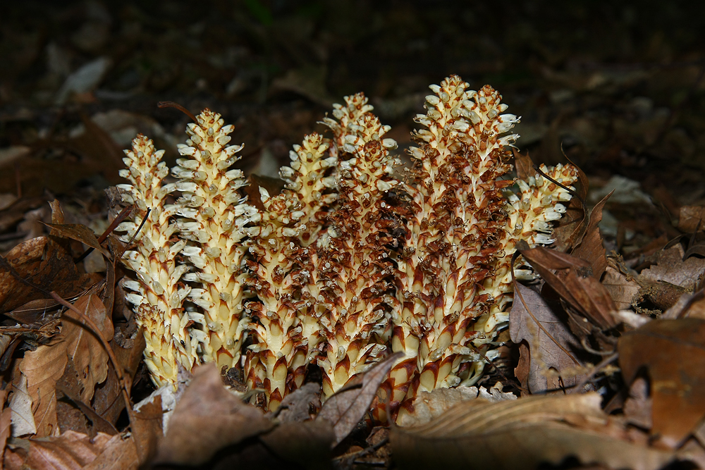 Squawroot (Conopholis americana)