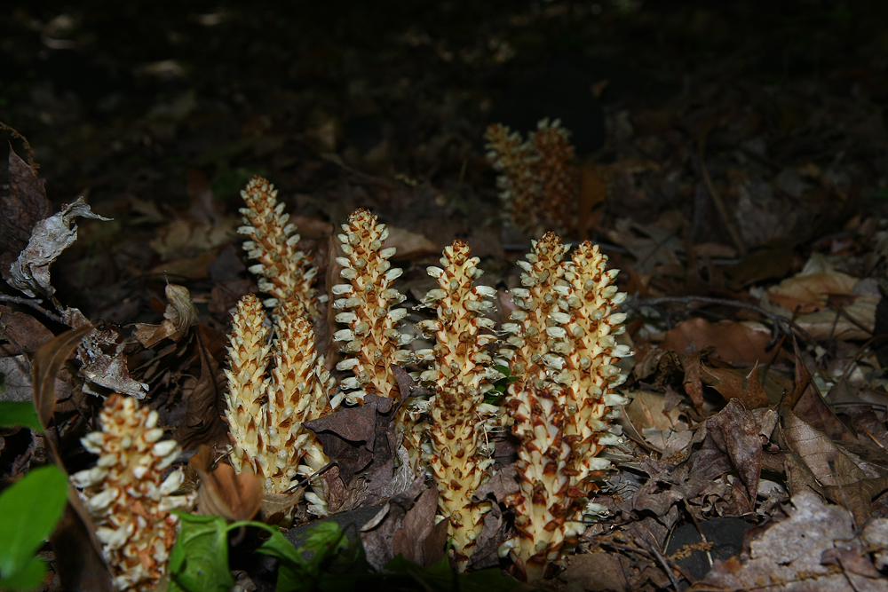 Squawroot (Conopholis americana)