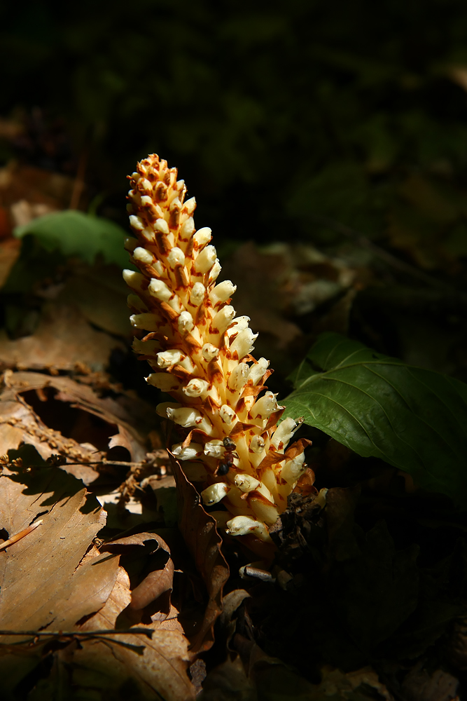Squawroot (Conopholis americana)