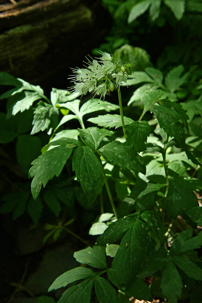 Virginia Waterleaf (Hydrophyllum virginianum)
