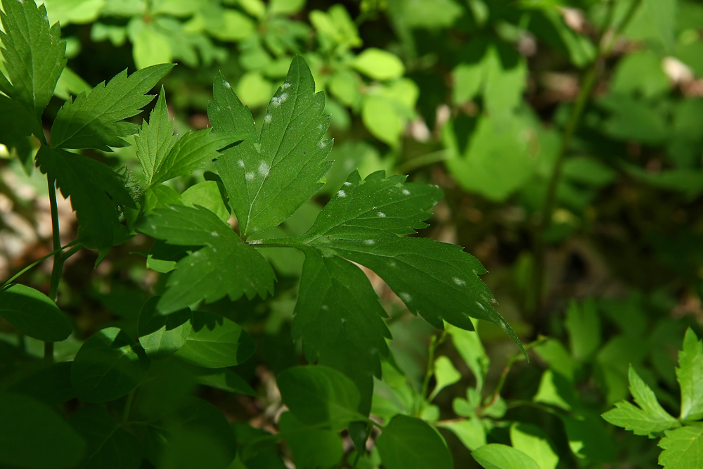 Virginia Waterleaf (Hydrophyllum virginianum)