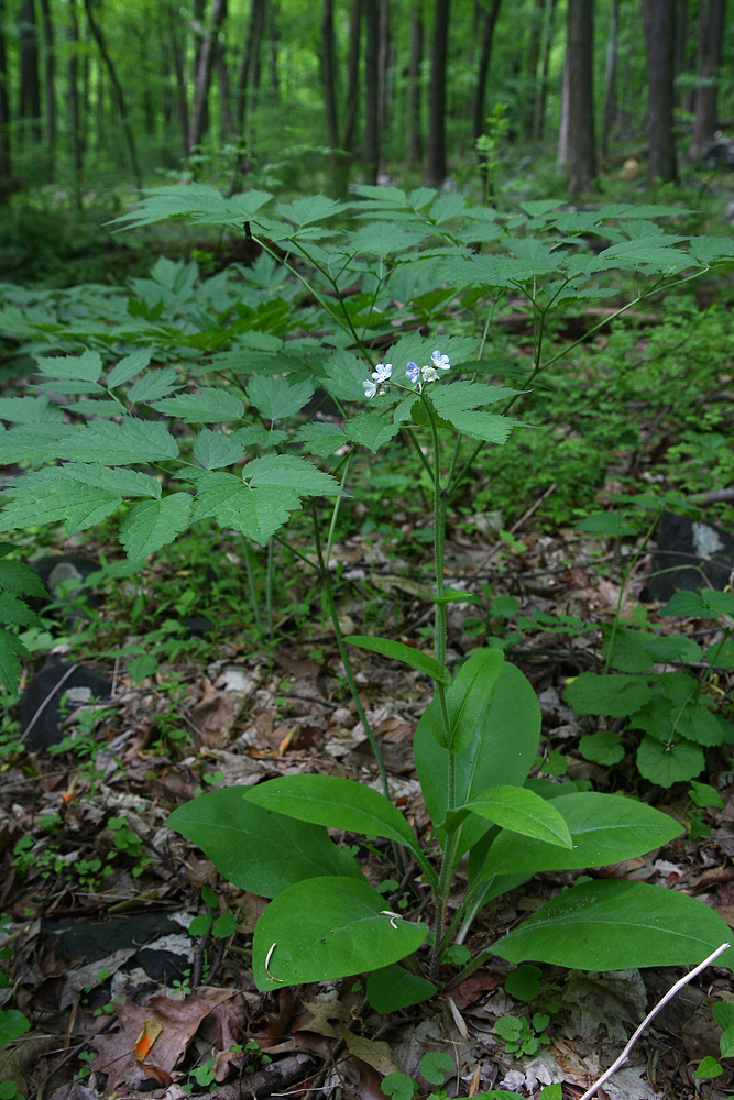 Cynoglossum virginianum var. virginianum- (Wild Comfrey)