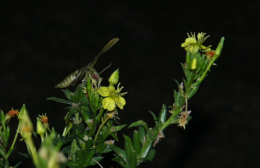 Pandorus Sphinx Moth