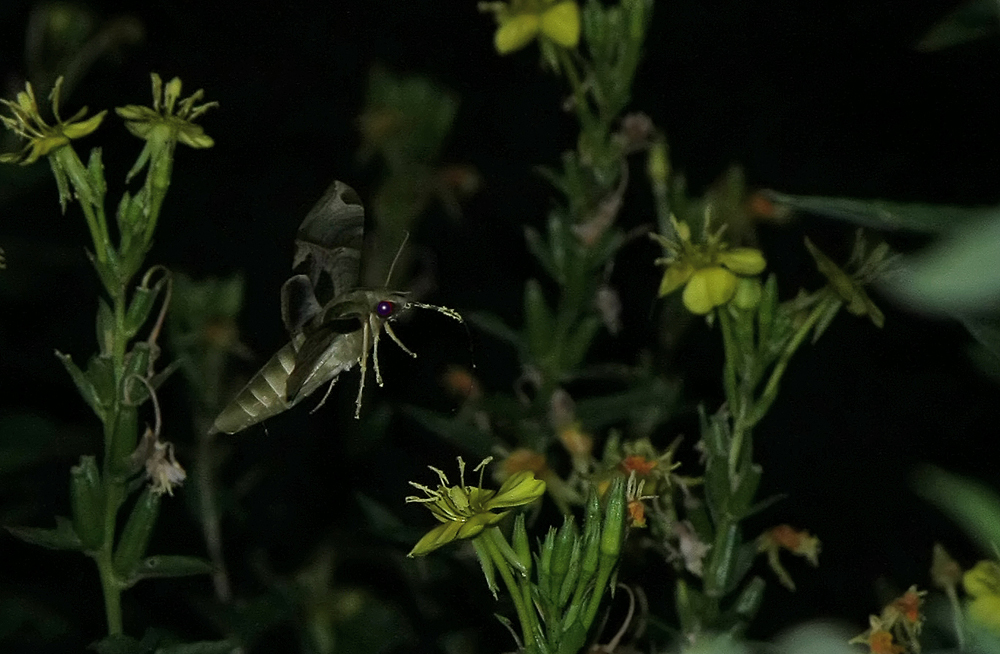 Pandorus Sphinx Moth