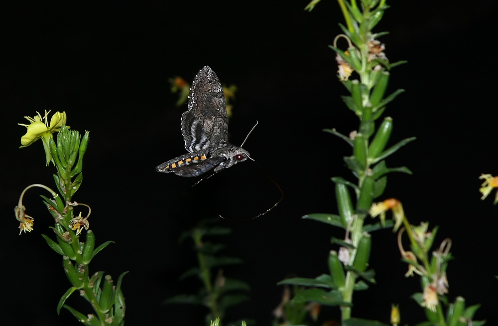 Carolina Sphinx Moth