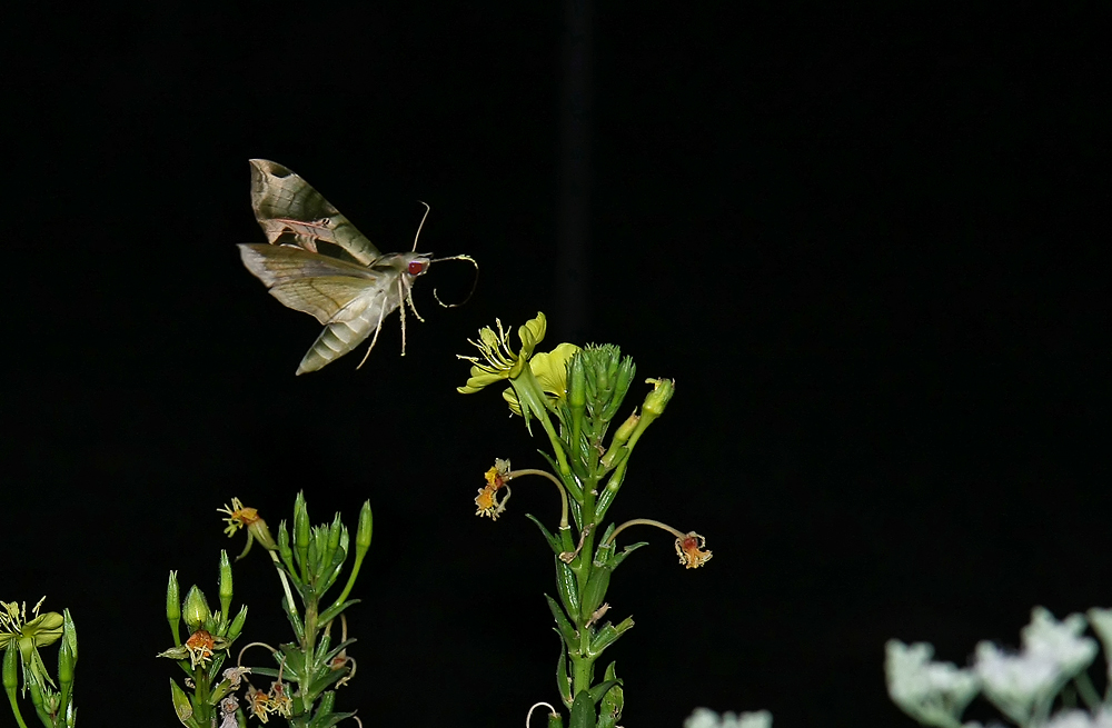 Pandorus Sphinx Moth