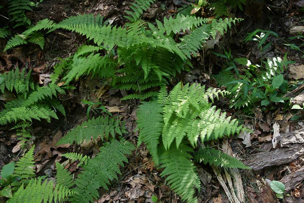 Dennstaedtia punctilobula (Hay-scented Fern)