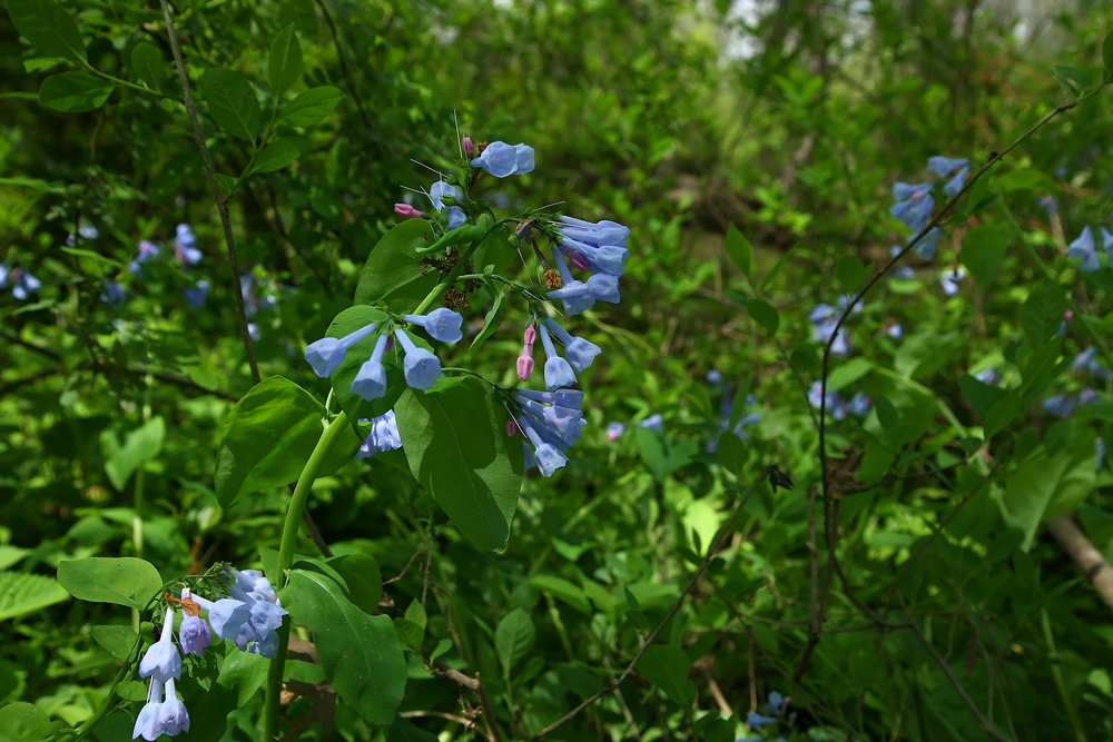 Mertensia virginica (Virginia Bluebells)
