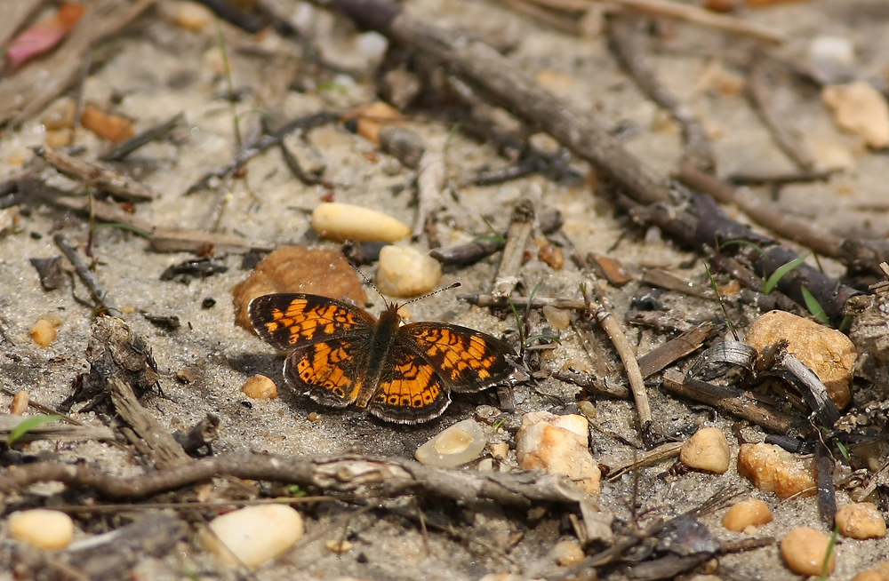 Pearl Crescent