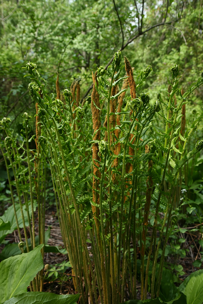 Osmunda cinnamomea (Cinnamon Fern)