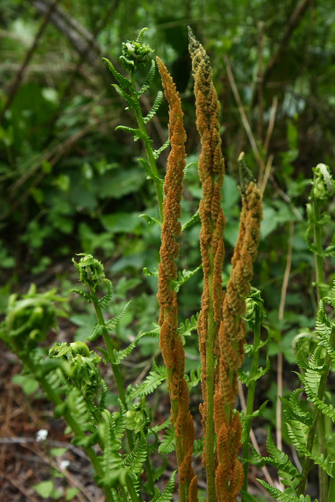 Osmunda cinnamomea (Cinnamon Fern)