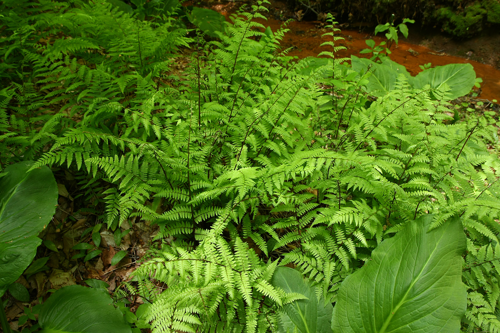Athyrium filix-femina- Lady Fern