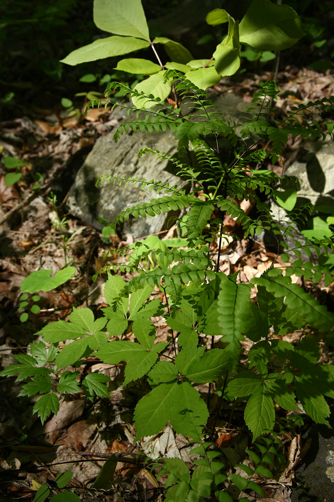 Panax quinquefolius (American Ginseng)