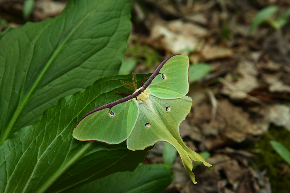 Luna Moth