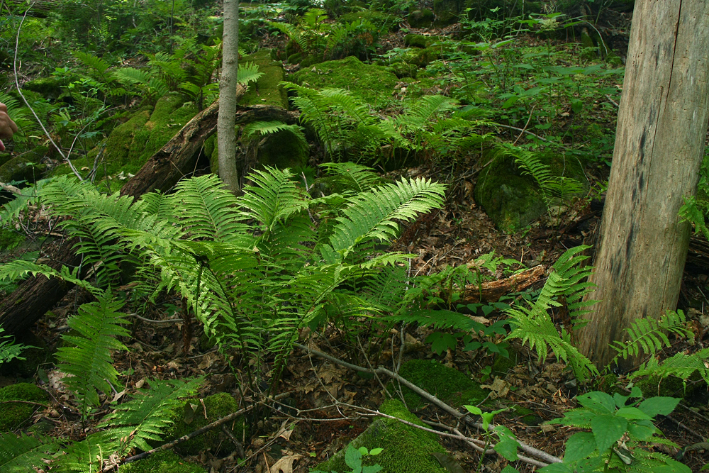 Matteuccia pennsylvanica (Ostrich Fern)