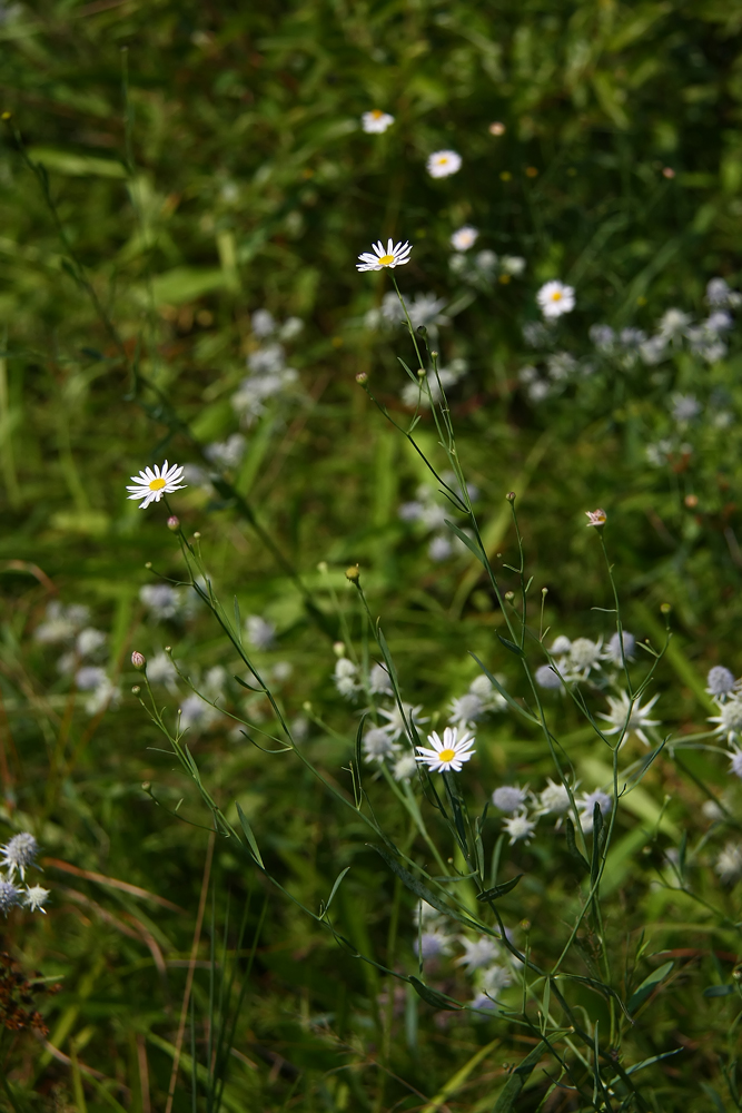Boltonia asteroides- Southern Boltonia