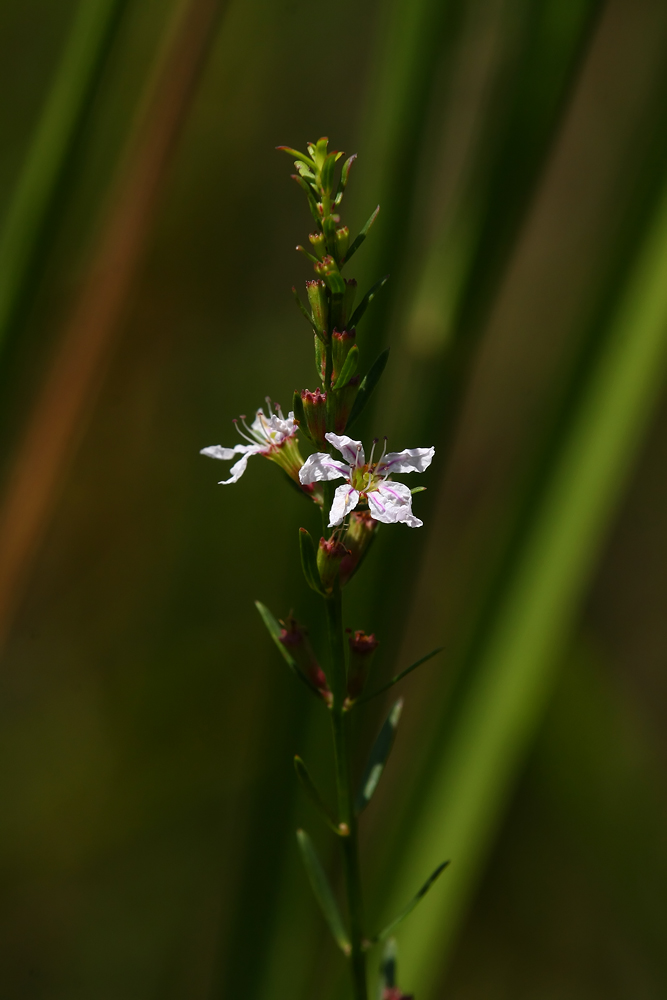Lythrum lineare- Wand Lythrum