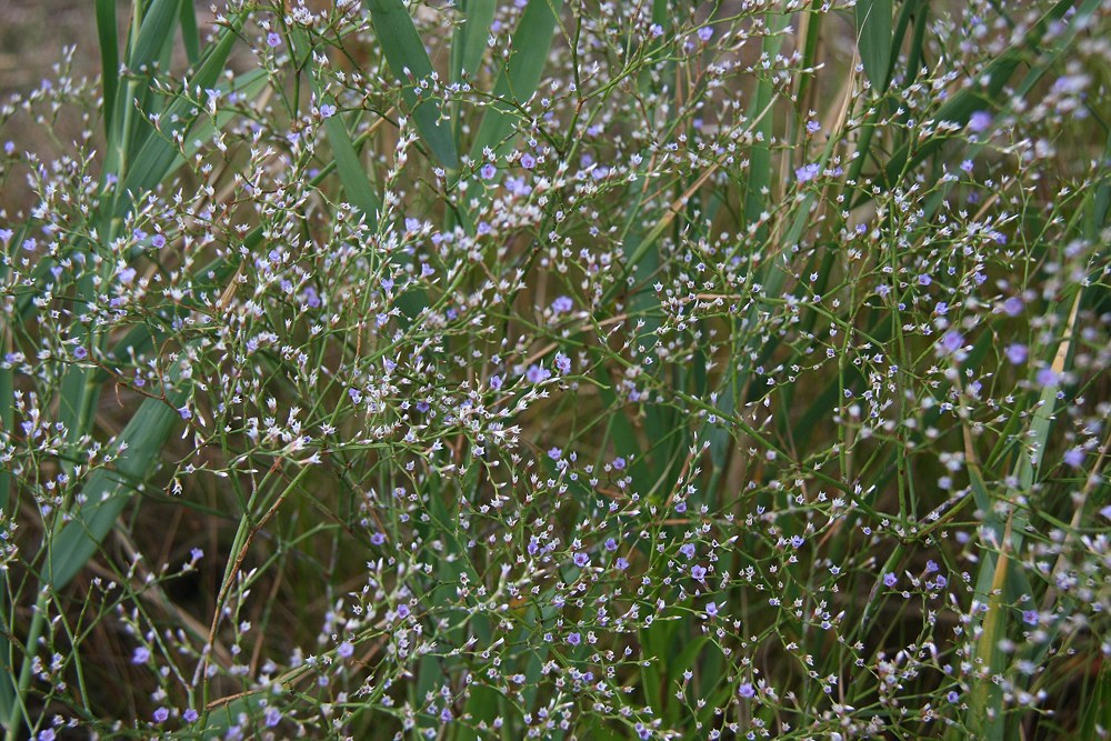 Limonium carolinianum- Sea Lavender