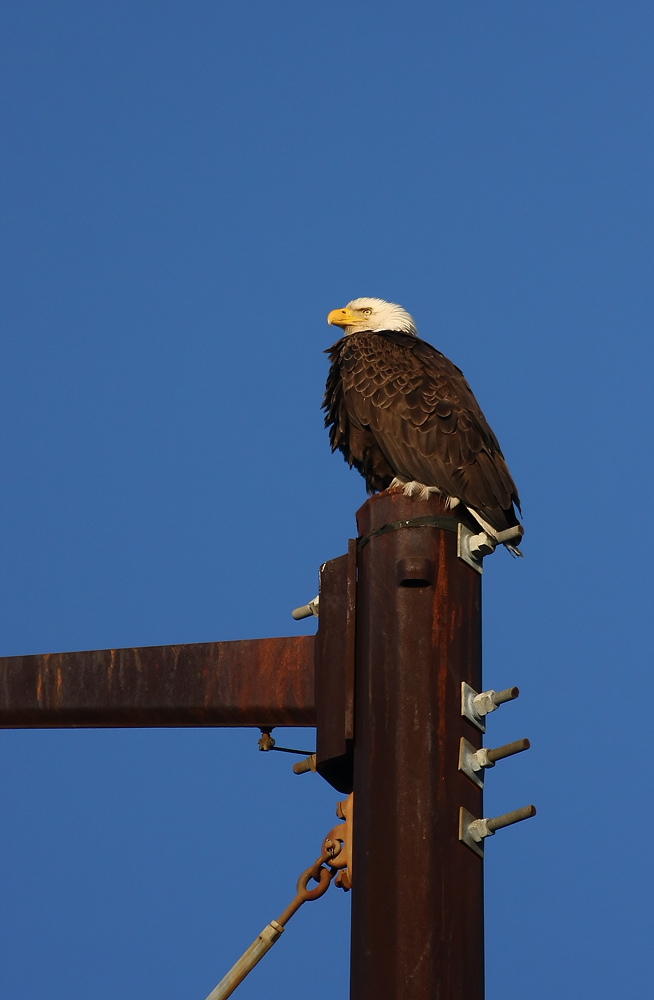 Bald Eagle