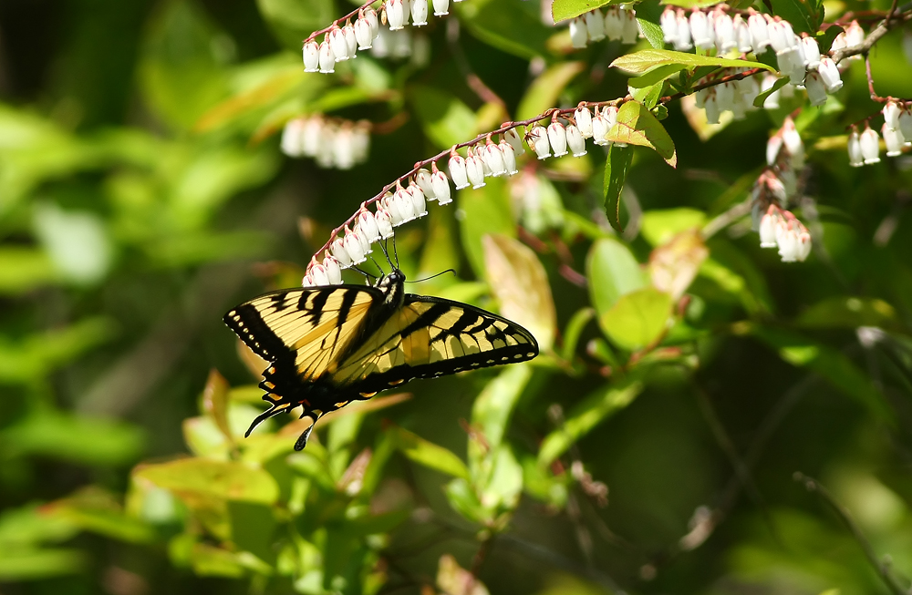 Tiger Swallowtail on Fetterbush