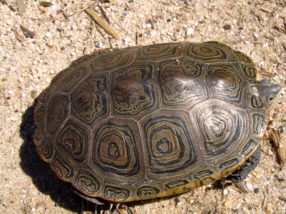 Diamondback Terrapin (look at that beautifully patterned shell!)