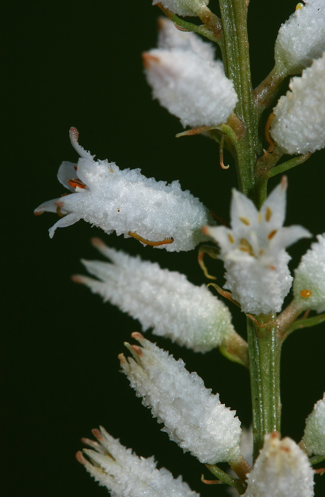 Aletris farinosa- Colic Root