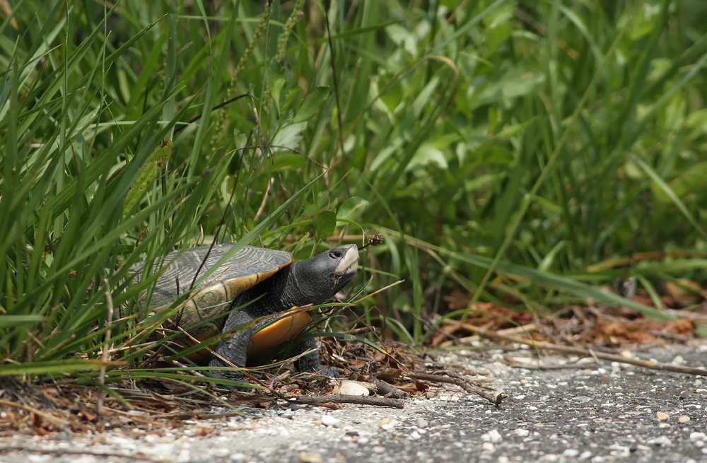 Northern Diamondback Terrapin
