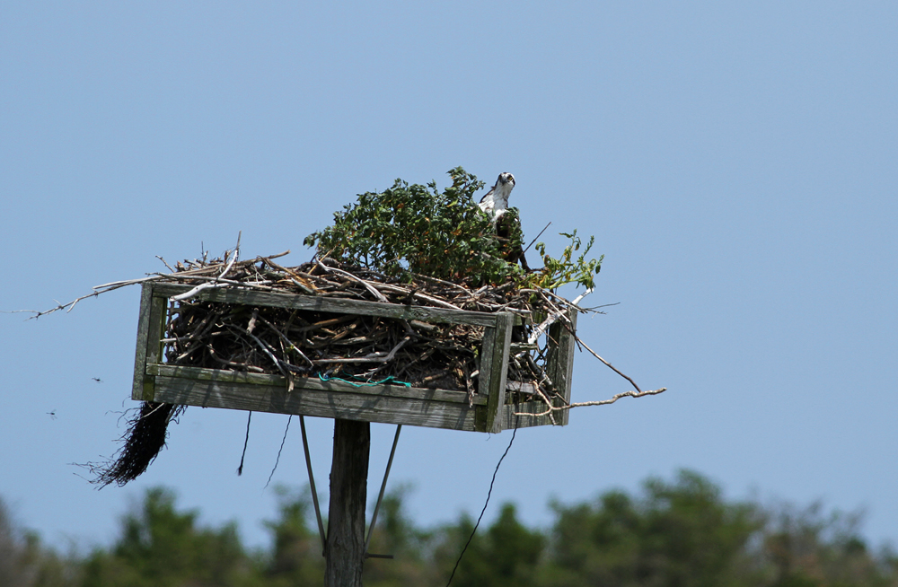 Osprey family