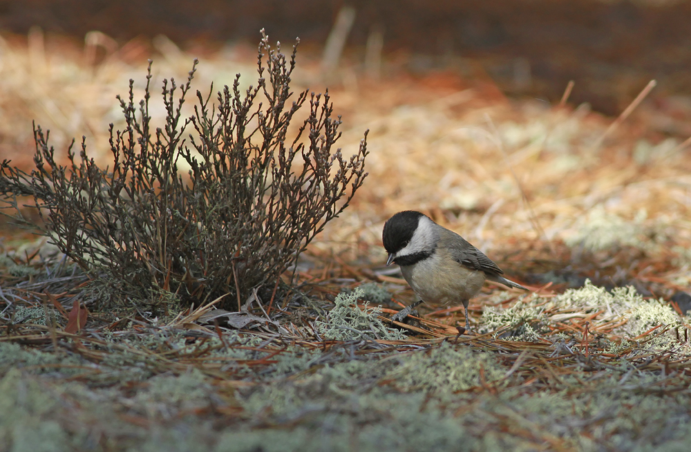 Carolina Chickadee