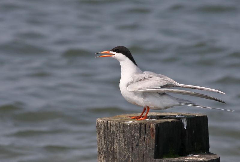 Forsters Tern