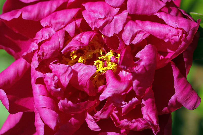 Pivoine chiffone_1758r.jpg
