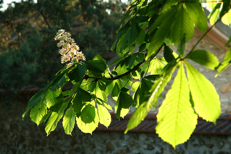 Floraison lumineuse_5111r.jpg