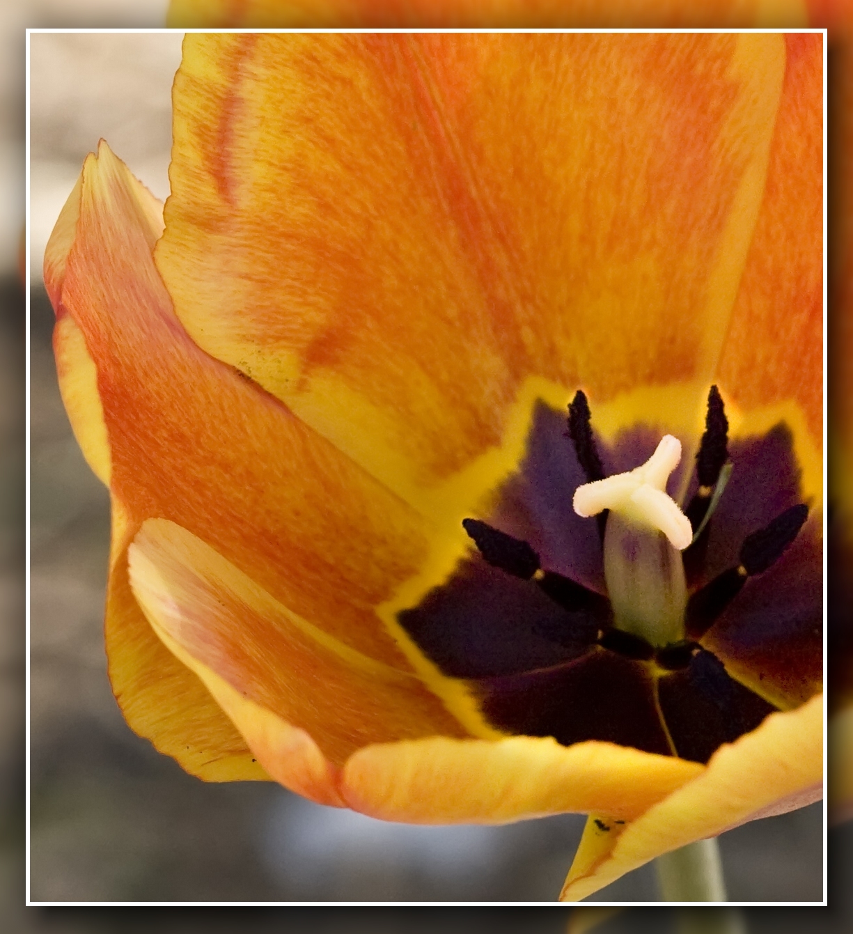 Apeldoorn Elite......Tulip