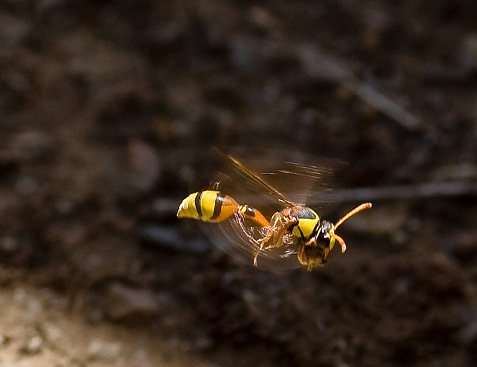 Wasp