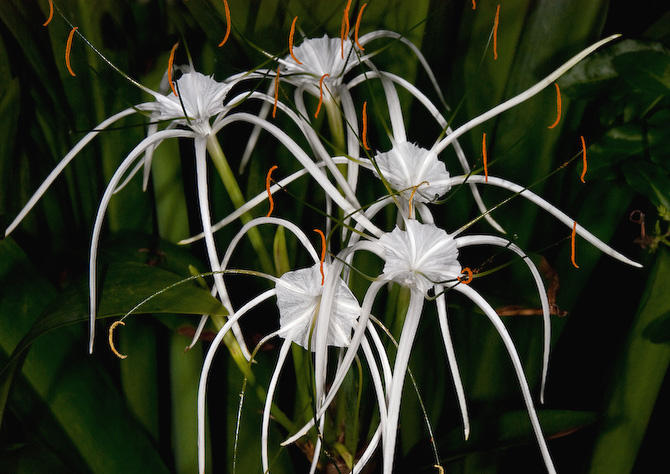 Spiderlily