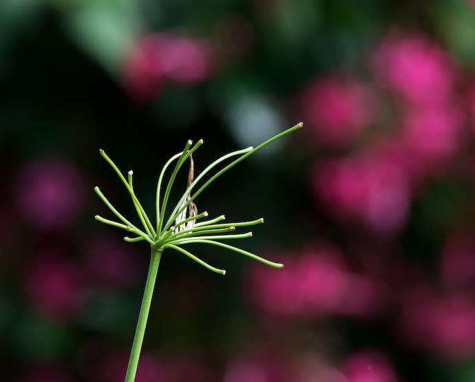 Agapanthus
