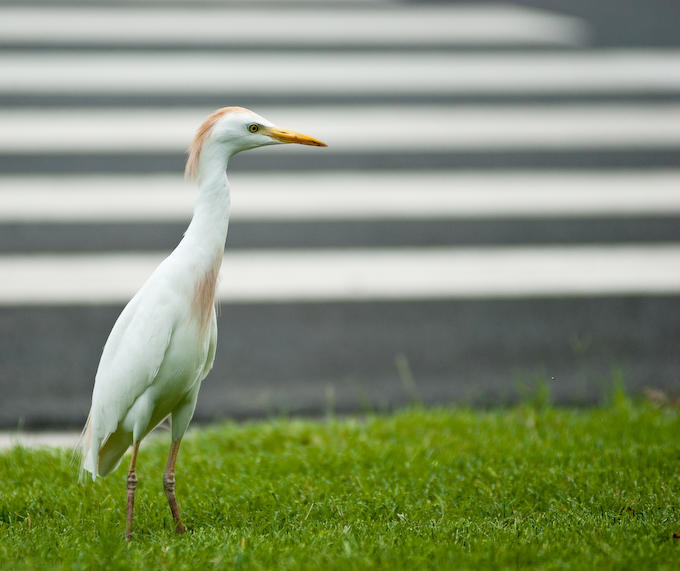 Crossing Guard
