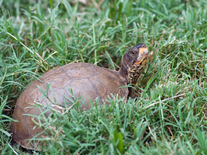 Box Turtle