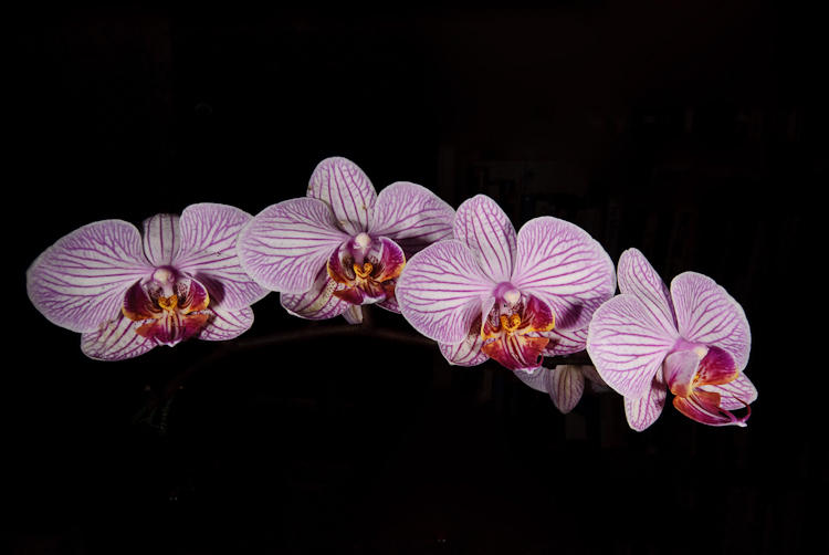 Orchid Spray