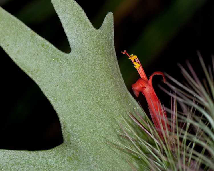Tillandsia in Bloom