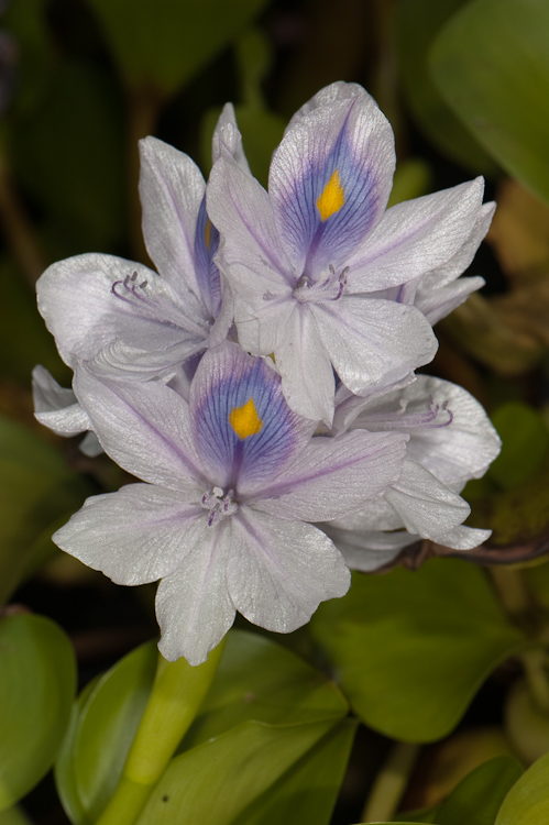 Water Hyacinth