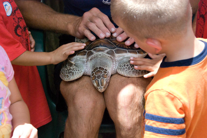 Green Sea Turtle