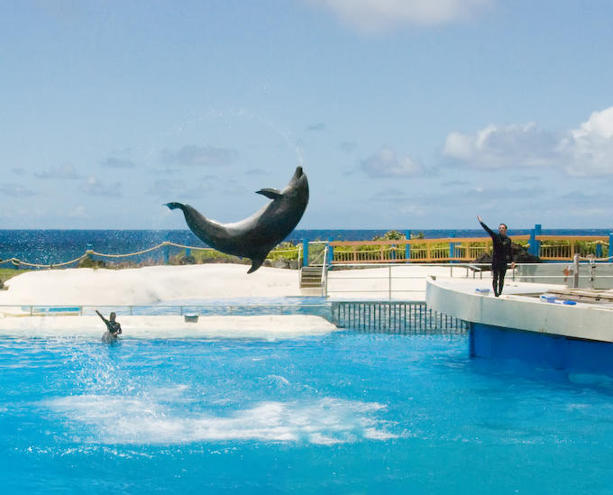 Whalfin Flip